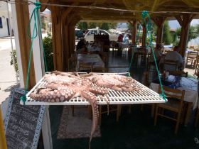 Octopus.jpg