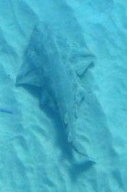 AngelShark.jpg