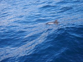 TenerifeDolphins.jpg
