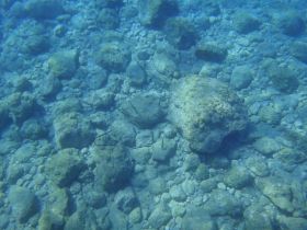 Barracudasinthedeep.jpg